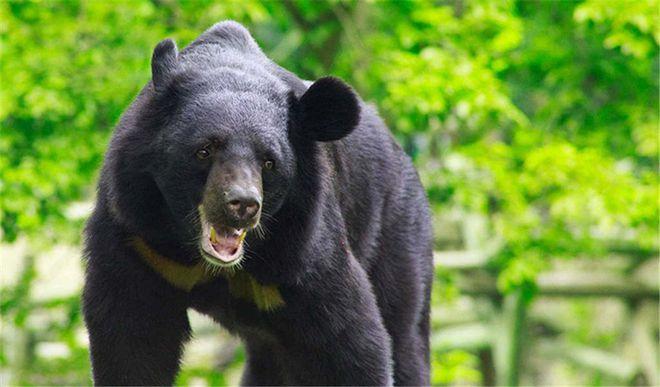 200斤四川资阳惊现黑熊到底有多可怕为何会出现在人类附近