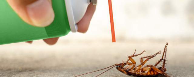 蟑螂被打死后如何处理比较好蟑螂被打死后怎么办