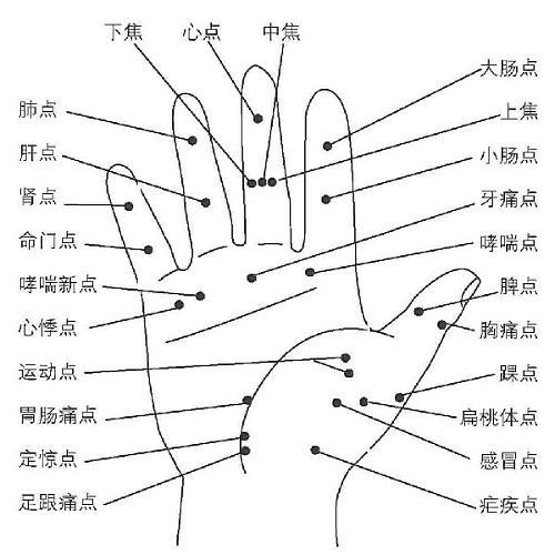 介绍录目xm-16a按摩手模型显示相对应的人体内脏器官在手上的针灸位置