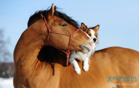 狗和马相配婚姻如何属狗和属马的在一起是最佳配偶吗