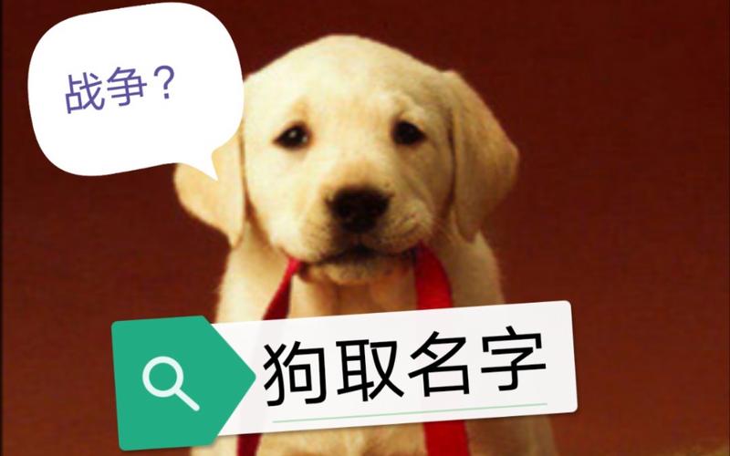 如何给新来的宠物狗狗取个完美的名字_哔哩哔哩 (゜-゜)つロ 干杯