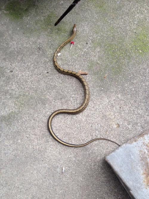家里厕所发现一条小蛇,好像是水蛇,大家帮看看是什么蛇