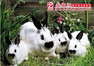 [梦见一窝兔子]梦见一群兔子