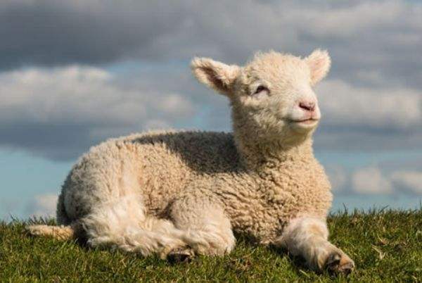 179属羊年每月运势年属羊人年运势及运程 生肖羊有着温文尔雅为人正直