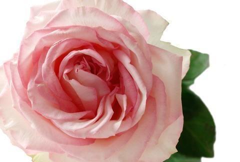 心理测试:选一枝你觉得最好看的玫瑰花,测试你会经历二次婚姻吗