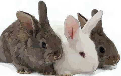 兔与兔婚配属相好不好,属相婚配:男属兔和女属猪相配吗