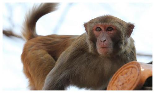 猴猴猴运势有改变80年属猴人40岁是一生最大的转折点