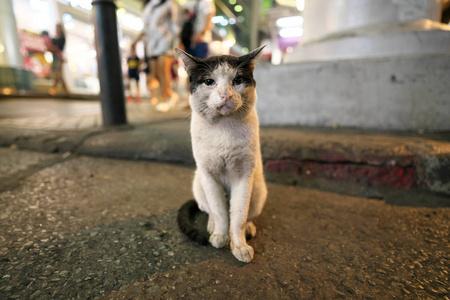 patpong曼谷泰国2023年12月8日:一只流浪猫在曼谷帕邦附近的silom路上