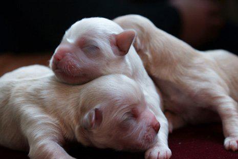 刚出生的狗狗为什么哭闹,如何护理刚出生的狗宝宝