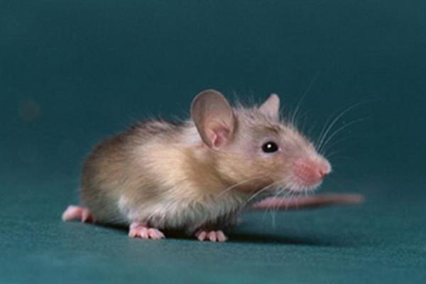 【图】梦见老鼠是什么意思呢? 这可能意味着你将会遇到困难