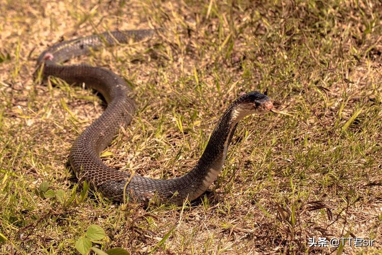 桂林女孩家门口出现一条眼镜王蛇,为什么眼镜王蛇会到人类家中?