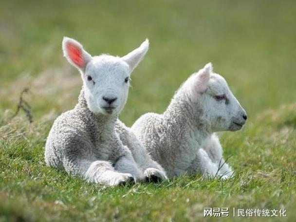 生肖姓名学羊宝宝起名最适合的字