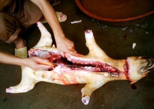 海仙提供的宰狗杀鸡的现场图片有点血惺怕血的不要进