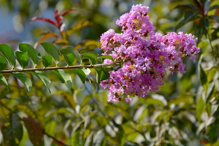为千屈菜科紫薇属双子叶植物.产于亚洲南部及澳洲北部.