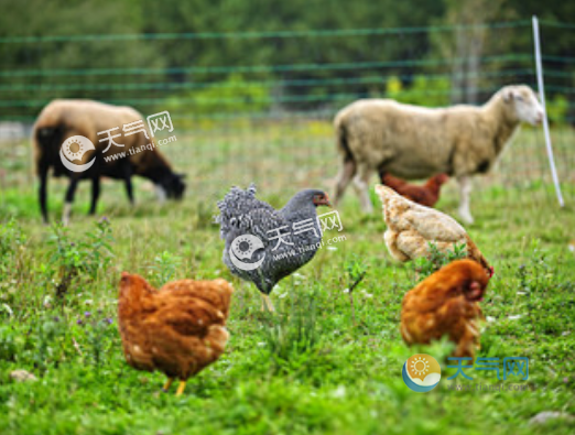 属羊和属鸡的相配吗友情配对:在友情关系方面,属羊之人和属鸡之人多以