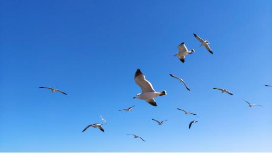 海鸥戏春岸,威海幸福门海岸海鸥相聚成群引游客投喂|威海_新浪新闻