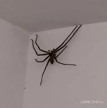 家里墙上为什么经常会有小蜘蛛