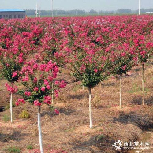 南京紫薇树供应 10公分12公分13公分紫薇树主产区价格单
