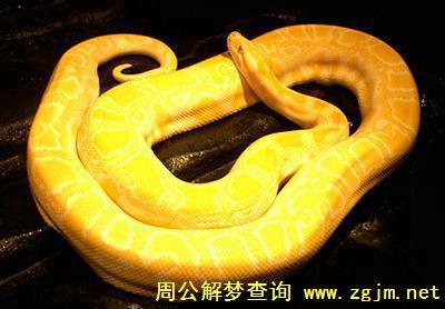 梦见黄金蟒 金蟒蛇 黄色蟒蛇 黄金蟒蛇是什么意思_周公解梦