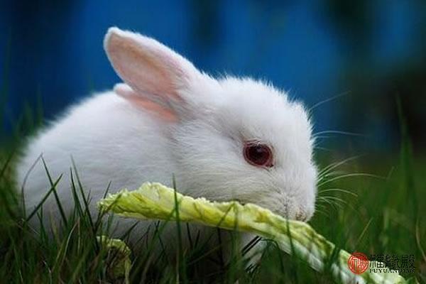 十二生肖 兔   1963年属兔的人是什么命   1963年出生的属兔人是金箔