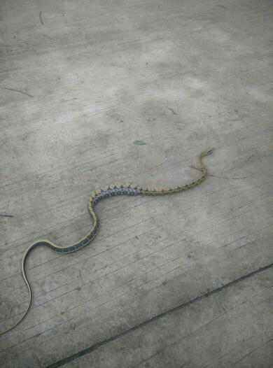 这是什么蛇,今天爬到我家里来了.