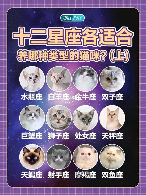 十二星座各适合养哪种类型的猫咪上