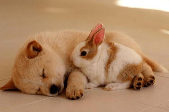 而生肖兔与生肖狗他们两个人是可以成为朋友的.