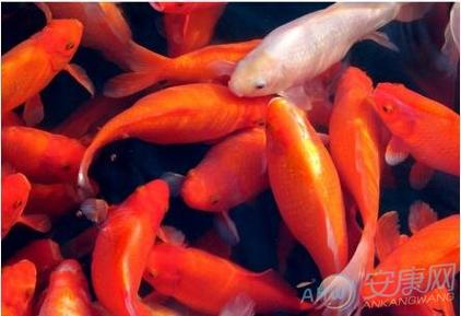 胎梦分析 如何解读孕妇梦见红色的鱼?
