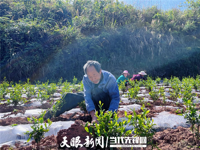 高质量发展蹲点采访印江紫薇镇产业增效群众增收