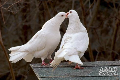 求一张两只鸽子接吻的照片,速度了