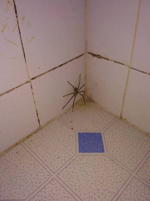 家里有只大蜘蛛,请问有毒吗?