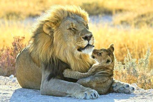 两只小狮子靠在雄狮脑袋前,各种撒娇,感情非常不错.