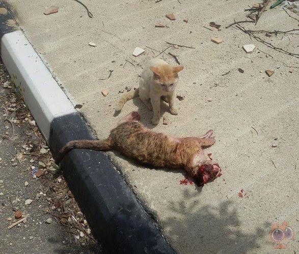 流浪猫在马路中央被撞死,它的同伴不离不弃,所做的事让人心碎!