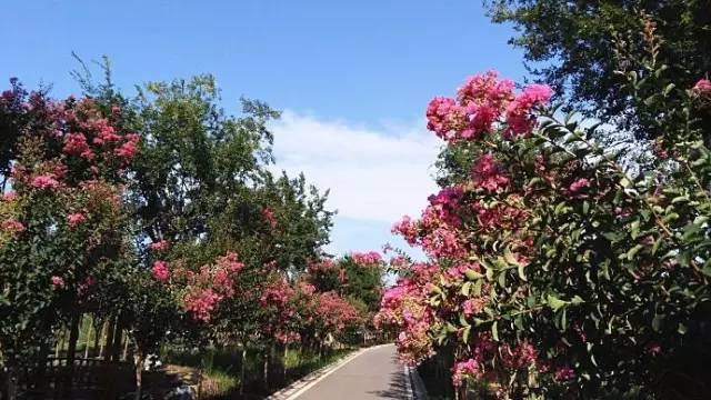 襄阳中华紫薇园位于襄城区尹集乡,占地面积15000亩,是全国最大的专类
