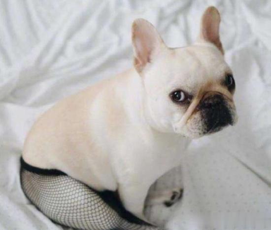 狗狗穿上丝袜没有最靓只有更靓!狗狗:麻麻,我穿着比你还好看呢