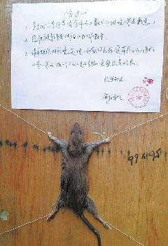 浙江一厂长抓住老鼠后为其代笔写悔过书(图)