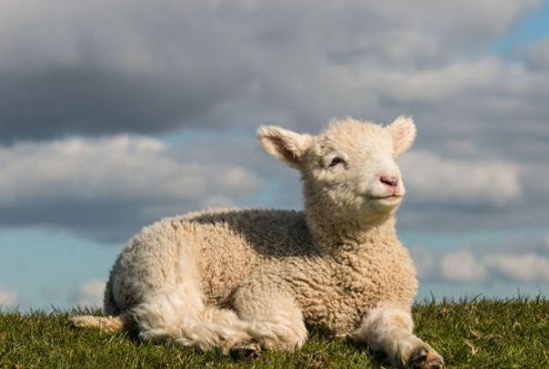 揭秘1967年肖羊的终身寿命晚年是什么命家有属羊的速看