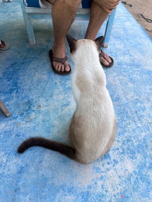 泰国的流浪猫太美