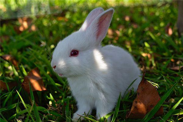 梦见小白兔是什么意思