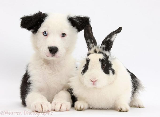 可爱的动物界撞衫:兔子和狗