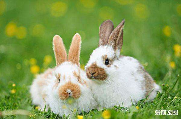 兔子和哪些动物生肖配对,兔子和哪些动物生肖配对最好
