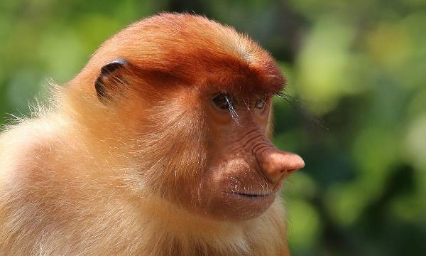 长鼻猴被称猴子界的匹诺曹拥有8厘米长的红鼻子