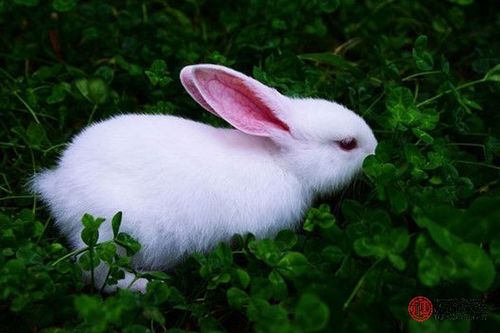 属兔的今年多大 2023属兔今年多少岁