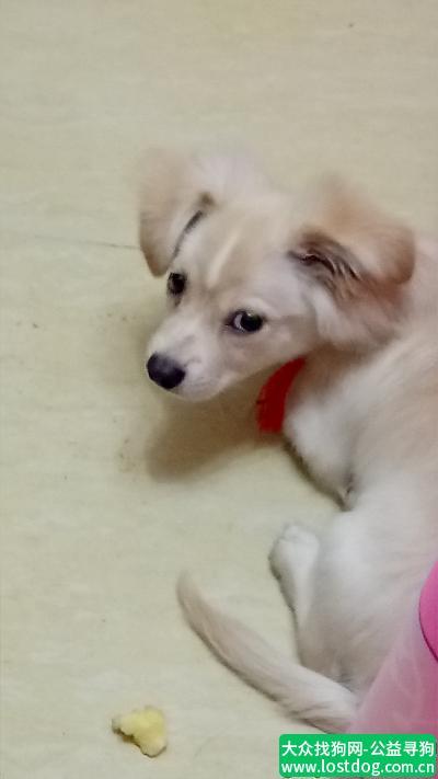 日在通州北苑万达广场附近捡到一只狗狗,浅黄色,额头中间一条白毛竖线