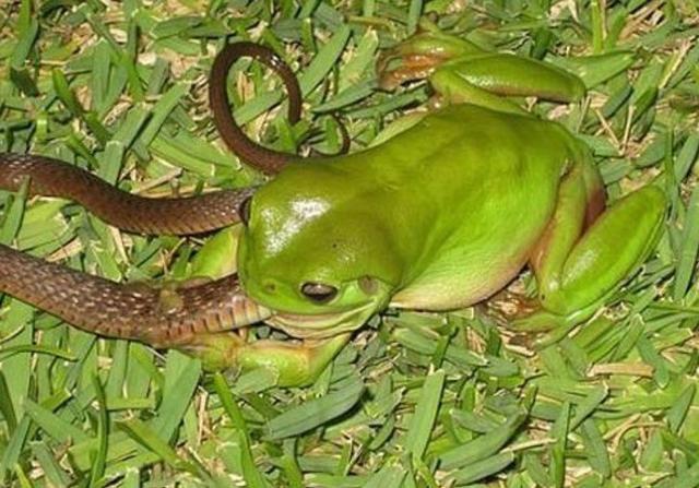 青蛙和蛇一直是天敌,只知道蛇会吃青蛙,你知不知道青蛙也吃蛇