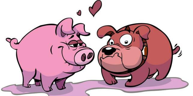 生肖猪人2023年的 健康运算是较为理想,不会出现大毛病.