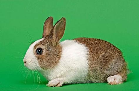 2023属兔应该买什么属相动物,属兔和什么生肖最好?