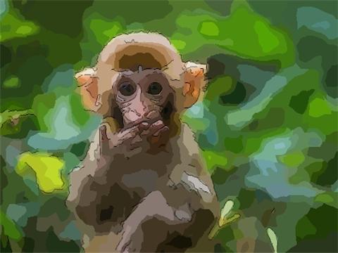 生肖猴穿衣风水讲究属猴人适合穿什么颜色的衣服