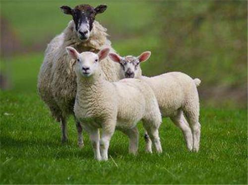 属羊和那个属相最配:67年属羊的和什么属相最配