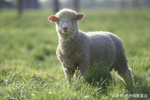 生肖属羊的人,2023年做4件事情可以改运,明年顺风顺水
